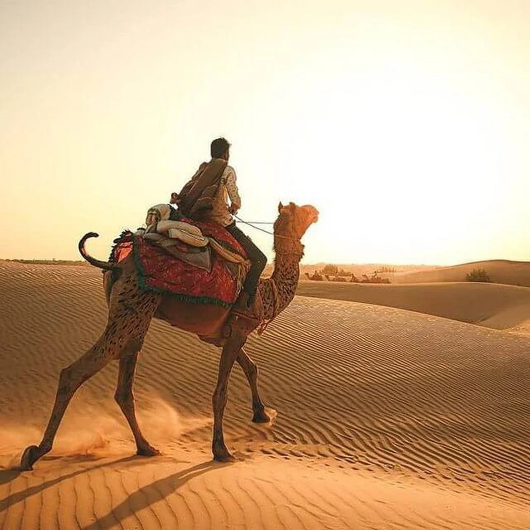 Camel Safari in Rajasthan: A Journey Through the Thar Desert
