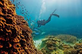 Coastal Wonders: Sydney and the Great Barrier Reef