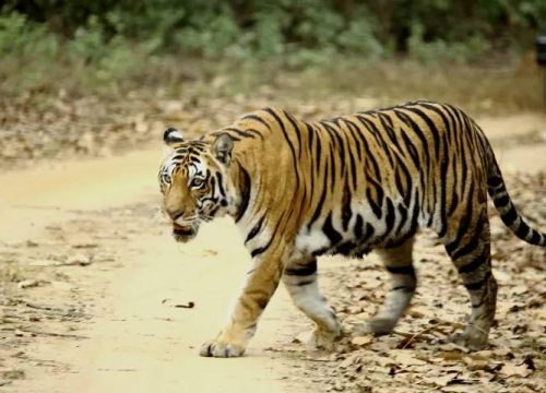 Top Wildlife Encounters: From Canada’s Bears to India’s Tigers